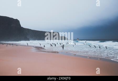 Gabbiani sulle scogliere dell'Algarve occidentale a Protugal in condizioni di tempesta Foto Stock