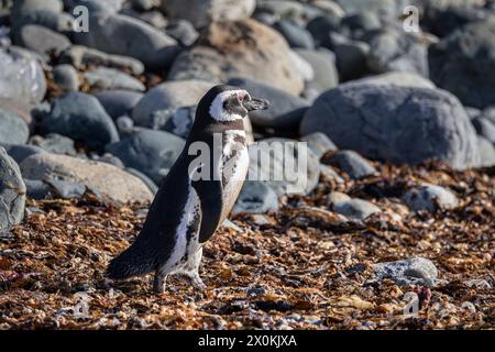 Pinguino di Magellano. Isla Magdalena, Magallanes y la Antartide Chilena, Cile. Foto Stock