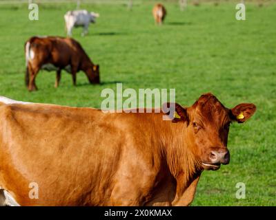 Vacche da latte su un pascolo, agricoltura biologica, Schleswig-Holstein, Germania Foto Stock