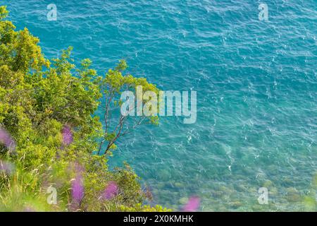 Un ramo d'albero pende sull'acqua azzurra, creando un paesaggio naturale vicino al lago. Erba, arbusti e fiori circondano la tranquilla scena Foto Stock