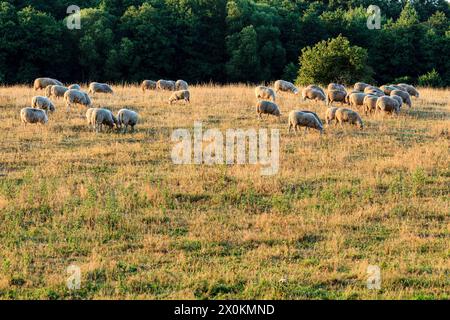 Pecore al pascolo nello Schleswig-Holstein. Foto Stock