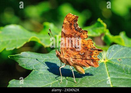 Farfalla nobile ( Polygonia faunus ) Foto Stock