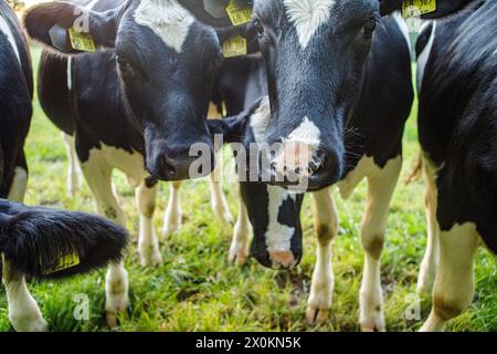 Branco di mucche su un pascolo, Germania Foto Stock