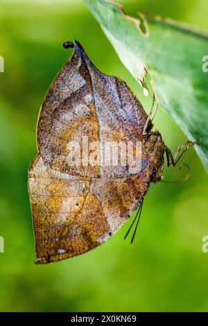 Farfalla indiana a foglia d'uccello, Kallima inachus, Foto Stock