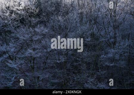 Alberi, hoarfrost copre i rami, la luce cade sulle cime degli alberi superiori, inverno, Germania Foto Stock