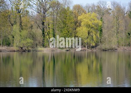 Deutschland, Baden-Württemberg, Karlsruhe, lo stagno delle cave di Grötzingen. Foto Stock