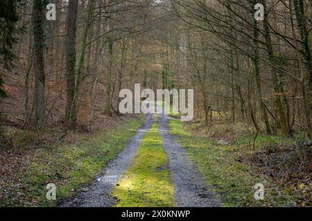 Forest path Foto Stock
