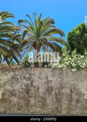 Vista sulla strada di un vecchio muro, dietro il quale si può vedere un bellissimo giardino con oleandri bianchi in fiore e alberi verdi, Common Oleander, Nerium Oleander, Mallorca, Spagna Foto Stock