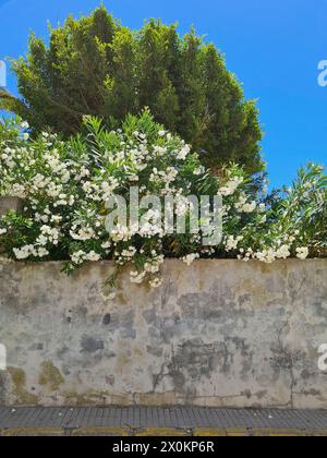 Vista sulla strada di un vecchio muro, dietro il quale si può vedere un bellissimo giardino con oleandri bianchi in fiore e alberi verdi, Common Oleander, Nerium Oleander, Mallorca, Spagna Foto Stock