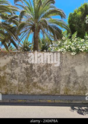 Vista sulla strada di un vecchio muro, dietro il quale si può vedere un bellissimo giardino con oleandri bianchi in fiore e palme verdi, Common Oleander, Nerium Oleander, Mallorca, Spagna Foto Stock