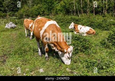 Mucche sul sentiero escursionistico da Saletalm a Obersee, Königssee, Alpi di Berchtesgaden, Terra di Berchtesgadener, alta Baviera, Baviera, Germania Foto Stock