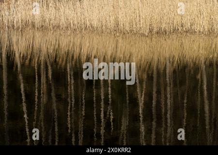 Canne luminose e tronchi d'albero si riflettono nell'acqua di un lago, in Germania Foto Stock