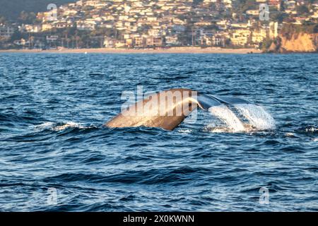 Immersioni nelle balene nell'oceano Pacifico Foto Stock