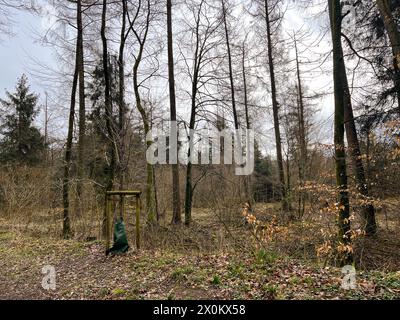 Giovane albero piantato nella foresta con recinzioni per una crescita uniforme Foto Stock