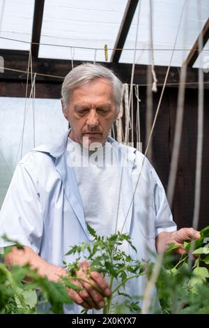 Uomo anziano che tende alle piante in una serra. L'immagine cattura l'essenza dell'invecchiamento attivo e della vita sostenibile. Foto di alta qualità Foto Stock