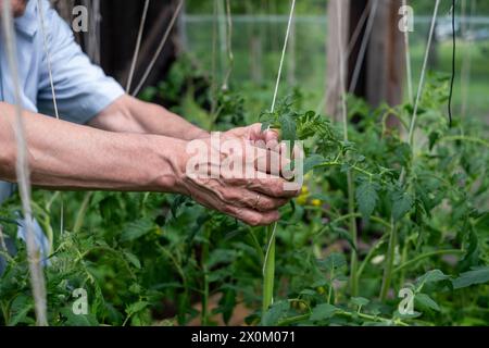 Mani che sostengono delicatamente una pianta di pomodoro in una serra, incarnando la cura nel giardinaggio. Foto di alta qualità Foto Stock