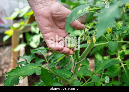 Primo piano di una mano che nutre una giovane pianta di pomodoro, simboleggia la cura e il ciclo della vita. Foto di alta qualità Foto Stock