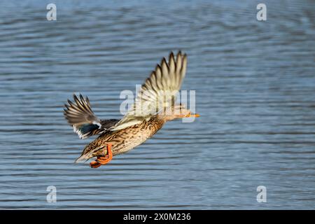 Mallard Duck, maschi e femmine, che nuotano e volano sui laghi del bedfordshire nel Regno Unito Foto Stock