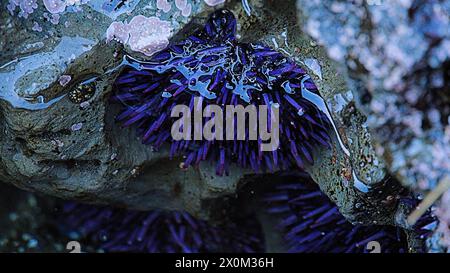 Piscina con maree con fiori viola come creature. Foto Stock