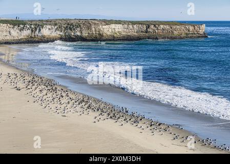 Gabbiani e pellicani riposano sulla spiaggia di sabbia vicino a Santa Cruz, California Foto Stock