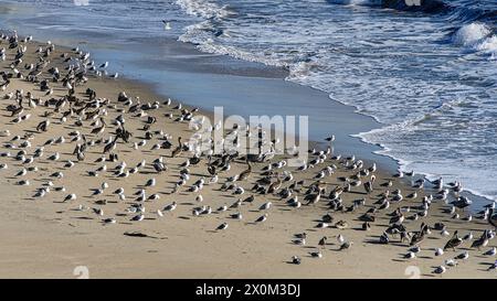 Gabbiani e pellicani riposano sulla spiaggia di sabbia vicino a Santa Cruz, California Foto Stock