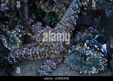 Stelle marine marroni attaccate alla roccia. Foto Stock