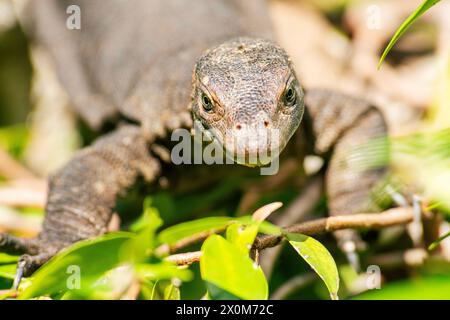 Il monitor dell'acqua di Mertens, chiamato comunemente "monitor dell'acqua di Mertens", è una specie di lucertola della famiglia Varanidae. La specie è endemica del nord Foto Stock