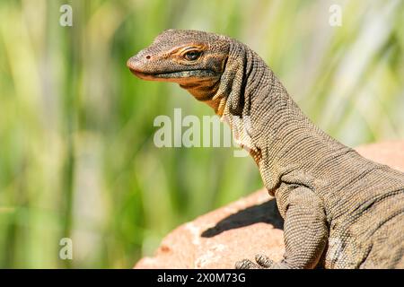 Il monitor dell'acqua di Mertens, chiamato comunemente "monitor dell'acqua di Mertens", è una specie di lucertola della famiglia Varanidae. La specie è endemica del nord Foto Stock
