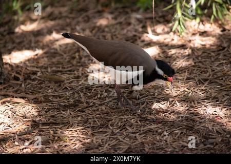 il lapwing ha un cappuccio nero e un'ampia striscia a occhio bianco, con un anello a occhio giallo e un becco e un piccolo baglietto rosso sopra il becco. Le gambe sono rosa-gre Foto Stock