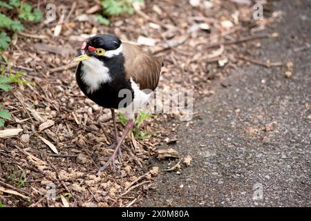 il risvolto ha un berretto nero e un'ampia striscia bianca con un anello giallo e un piccolo battito rosso sul conto. Foto Stock