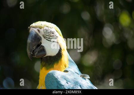 Il Macaw blu e oro ha le piume posteriori e superiori del blu e il macaw oro sono blu brillante; il lato inferiore della coda è giallo oliva. Foto Stock