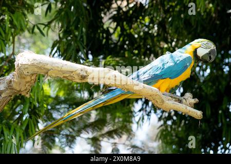 Il Macaw blu e oro ha le piume posteriori e superiori del blu e il macaw oro sono blu brillante; il lato inferiore della coda è giallo oliva. Foto Stock