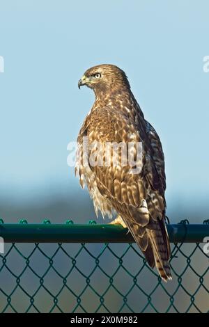 Un falco dalla coda rossa si trova su una recinzione di metallo verde nella parte orientale dello stato di Washington. Foto Stock