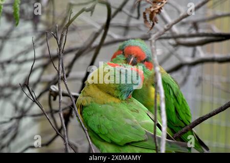 Il lorikeet muschiato è principalmente verde ed è identificato dalla fronte rossa, dalla corona blu e da una distintiva fascia gialla sull'ala. Foto Stock