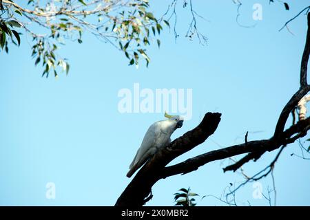 questa è una vista laterale di un cocckatoo crestato di zolfo in un albero Foto Stock