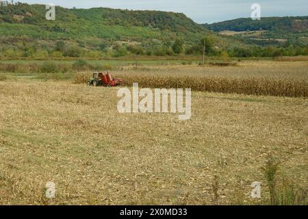 Romania - 09 ottobre 2023: Un agricoltore raccoglie mais con una mietitrice trainata da un trattore su un campo. Foto Stock