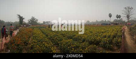 Khirai, Bengala Occidentale, India - 23.01.23 : Panorama dei visitatori nel campo dei fiori di calendula gialli nella valle dei fiori. Raccolto qui per la vendita. Foto Stock