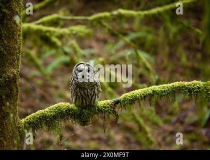 Gufo barrato a Forest Park Portland, OREGON. Foto Stock