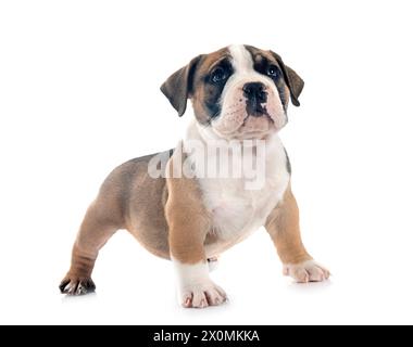 Cucciolo di american bully davanti a uno sfondo bianco Foto Stock