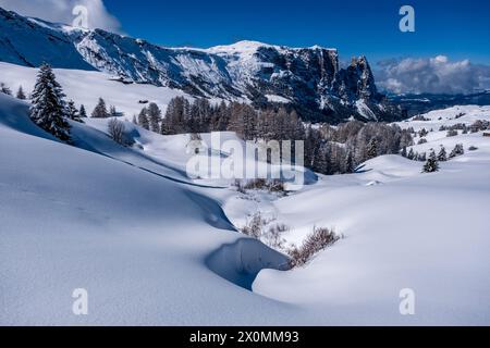 Campagna agricola collinare con pascoli e alberi innevati all'Alpe di Siusi in inverno, le cime del Monte Petz e dello Sciliar in lontananza. Foto Stock