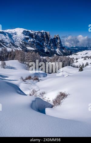 Campagna agricola collinare con pascoli e alberi innevati all'Alpe di Siusi in inverno, le cime del Monte Petz e dello Sciliar in lontananza. Foto Stock