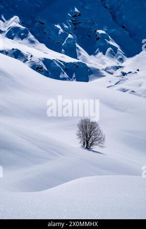 Campagna agricola collinare pascoli innevati e un albero all'Alpe di Siusi in inverno. Foto Stock