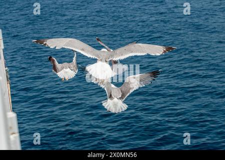 Gabbiani volanti, silhouette dall'alto. L'uccello vola sul mare. I gabbiani sorvolano il mare blu profondo. Gabbiano a caccia di pesci. Gull su una distesa infinita Foto Stock