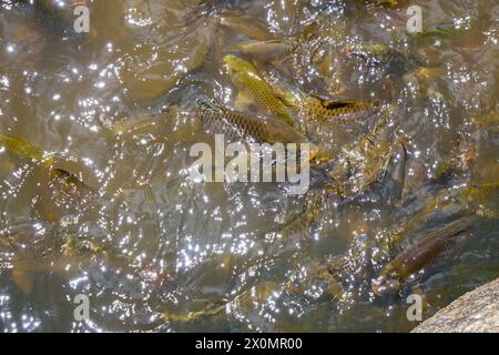 Angry Group pesca nel fiume. l'allevamento ittico di nuwara eliya sri lanka- Foto Stock