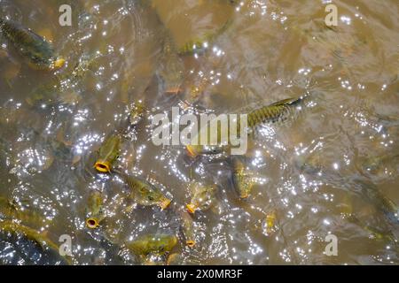 pesci arrabbiati nel fiume. l'allevamento ittico di nuwara eliya sri lanka - in attesa di cibo Foto Stock