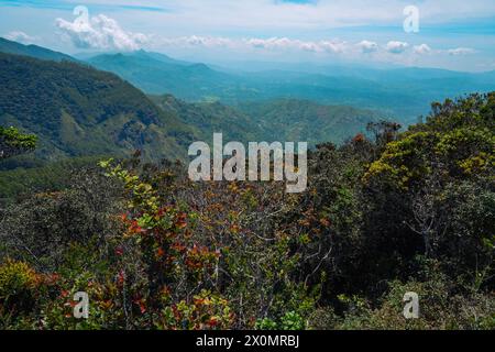 Forest of Moon Plains Sri Lanka Nuwara Eliya Sri Lanka Foto Stock