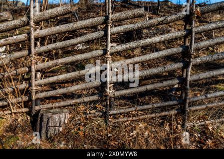 Recinzione in legno, assemblata da rami flessibili al tramonto Foto Stock