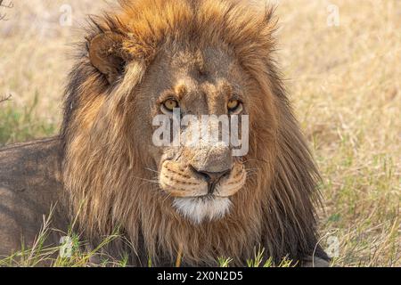 Il leone riposa nei caldi giorni dell'estate meridionale Foto Stock