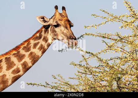 Giraffa che si nutre in un albero di acacia. Okavango Delta Botswana Foto Stock