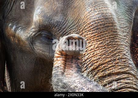 Il tronco di un elefante funziona per respirare, bere, raccogliere cibo e odorare. Foto Stock